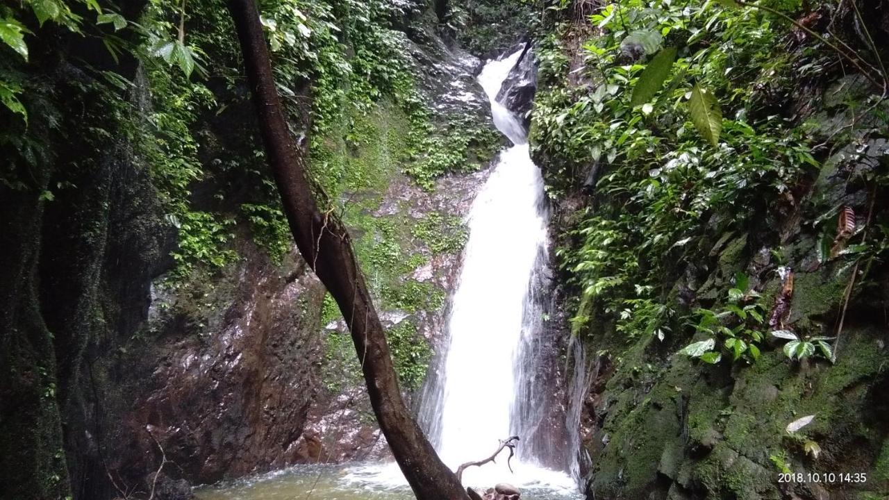 Green Forest Tangkahan エクステリア 写真